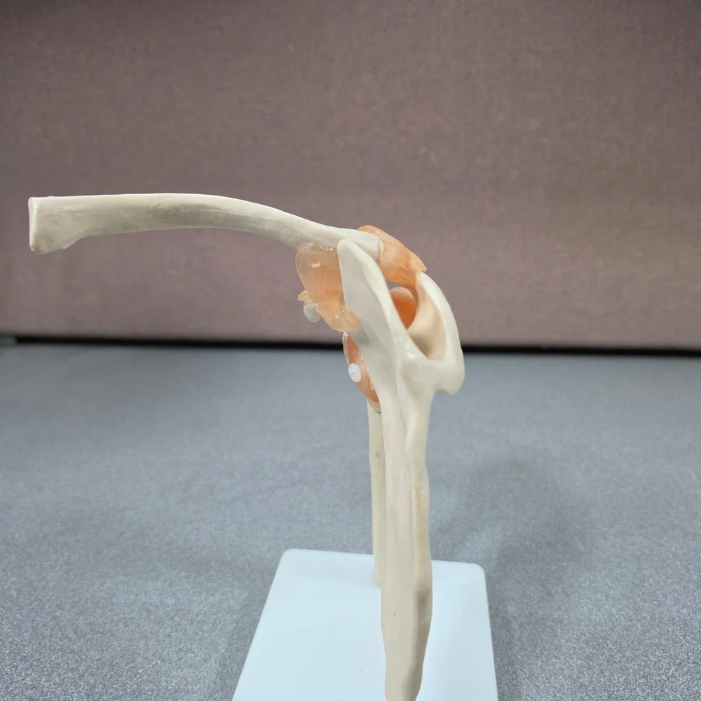 Unbranded anatomical shoulder